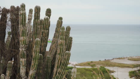 una hermosa planta de cactus espinoso se sienta frente al océano pacífico en mazatlán, sinaloa méxico