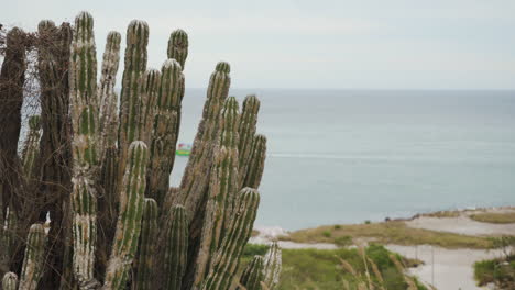 a beautiful prickly cactus plant sits in front of the pacific ocean in mazatlán, sinaloa mexico