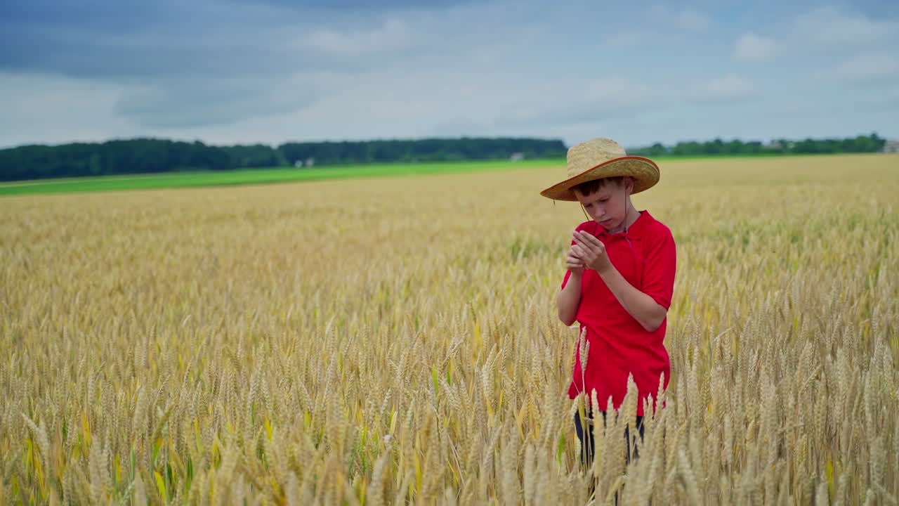 Boy with a spikelet on a field. Little farmer in straw hat examining grains of wheat while standing among agricultural land in summer.
