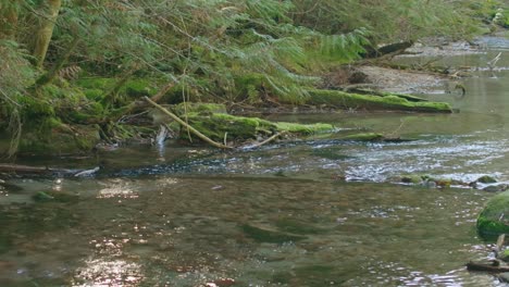 Shallow-creek-with-abundant-riparian-vegetation-in-British-Columbia,-Canada