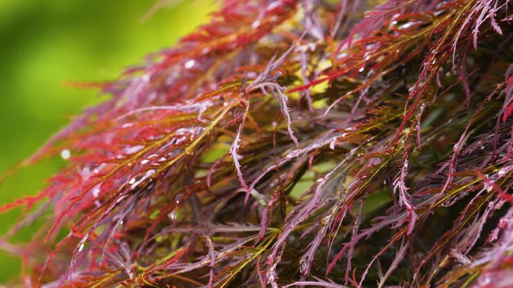 Acero giapponese rosso con colori autunnali, primo piano estremo