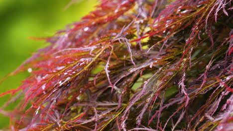 Red-Japanese-Maple-Tree-in-Autumn-Color,-Extreme-Close-Up