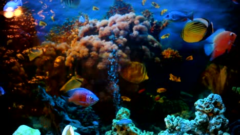 exotic fishes in an aquarium