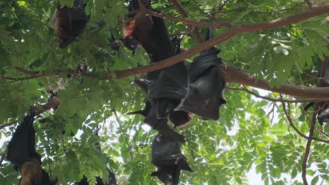 Fruit-Bats-Hanging-From-Trees-closeup-view-in-Kolhapur