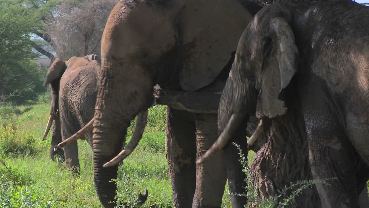 거대한 아프리카 코끼리는 지역 나무를 사용하여 가려운 곳을 긁습니다 2