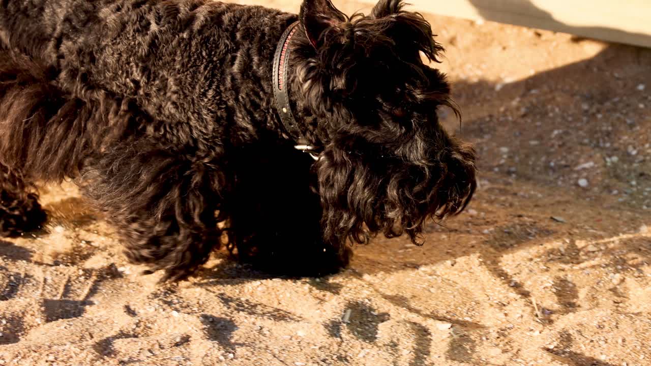 un perro caminando y olfateando alrededor de la arena