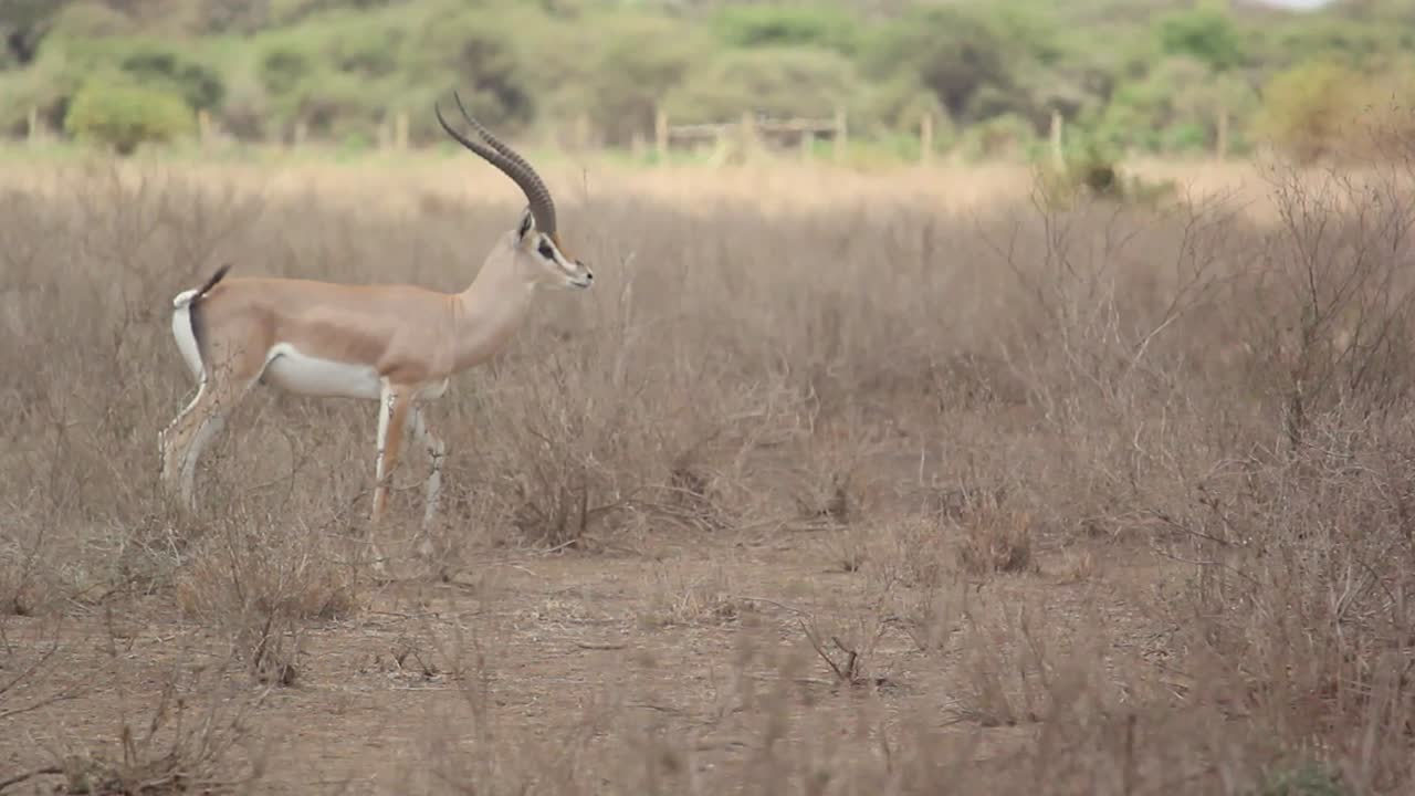 las gacelas de grant con cuernos majestuosos caminan sobre la sabana en kenia