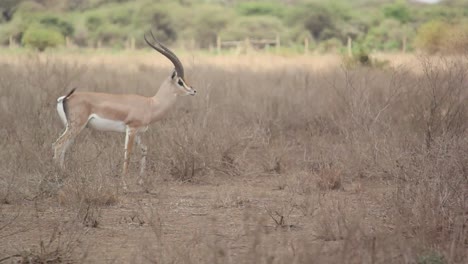 Grants-Gazellen-Mit-Majestätischen-Hörnern-Wandern-Durch-Die-Savanne-In-Kenia