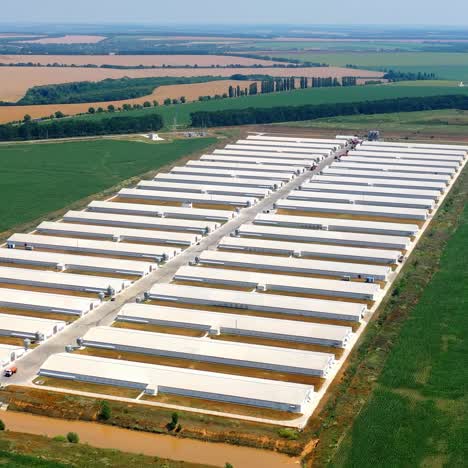 modern farm on the background of agriculture fields. contemporary white barn houses situated on green field at sunlight. aerial view