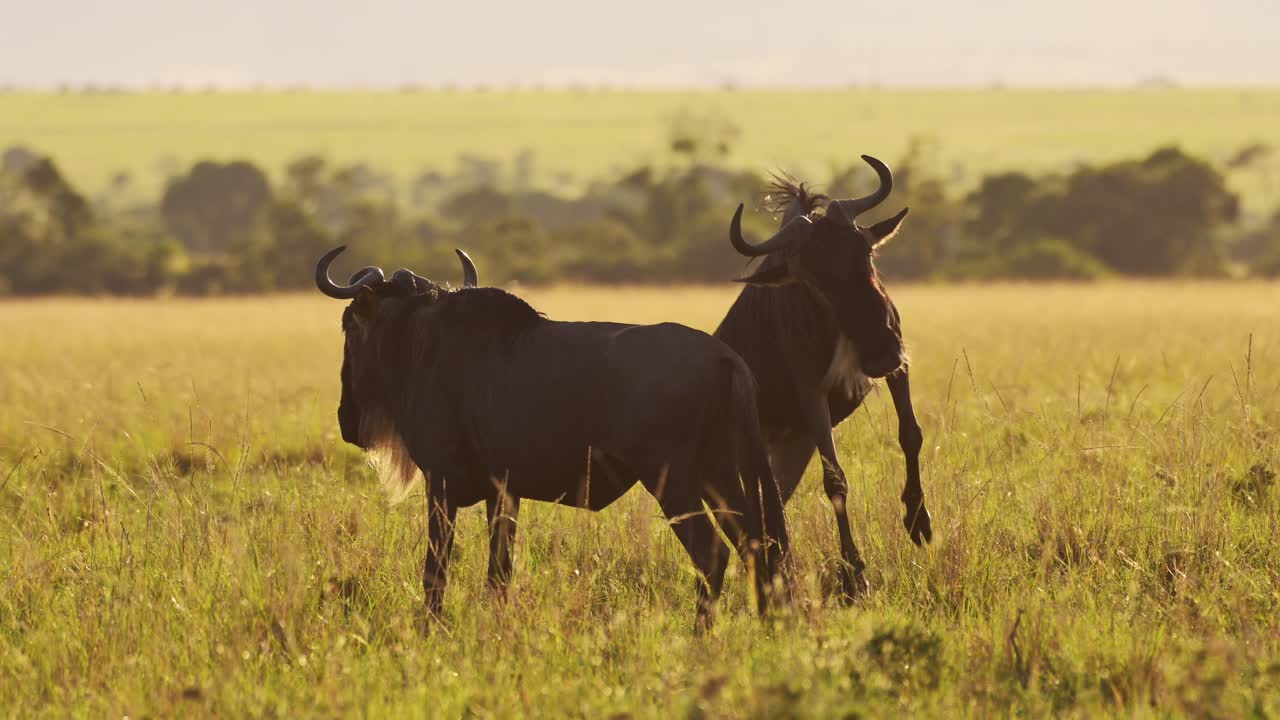 Slow Motion of Africa Wildlife, Wildebeest Jumping Leaping Playing Bucking and Having Fun, Happy Animals on Safari in Masai Mara, Kenya, African Beautiful Sunset Light in Savanna Scenery