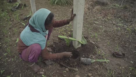 High-angle-shot-of-Indian-woman-farmer-digging-the-ground-to-cultivate-saplings-of-dragon-fruit-in-farmland-for-commercial-production-in-the-month-of-July