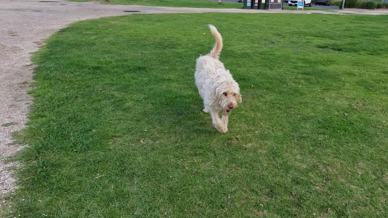 개 는 잔디  에서 즐겁게 가져오는 놀이 를 하고 있다