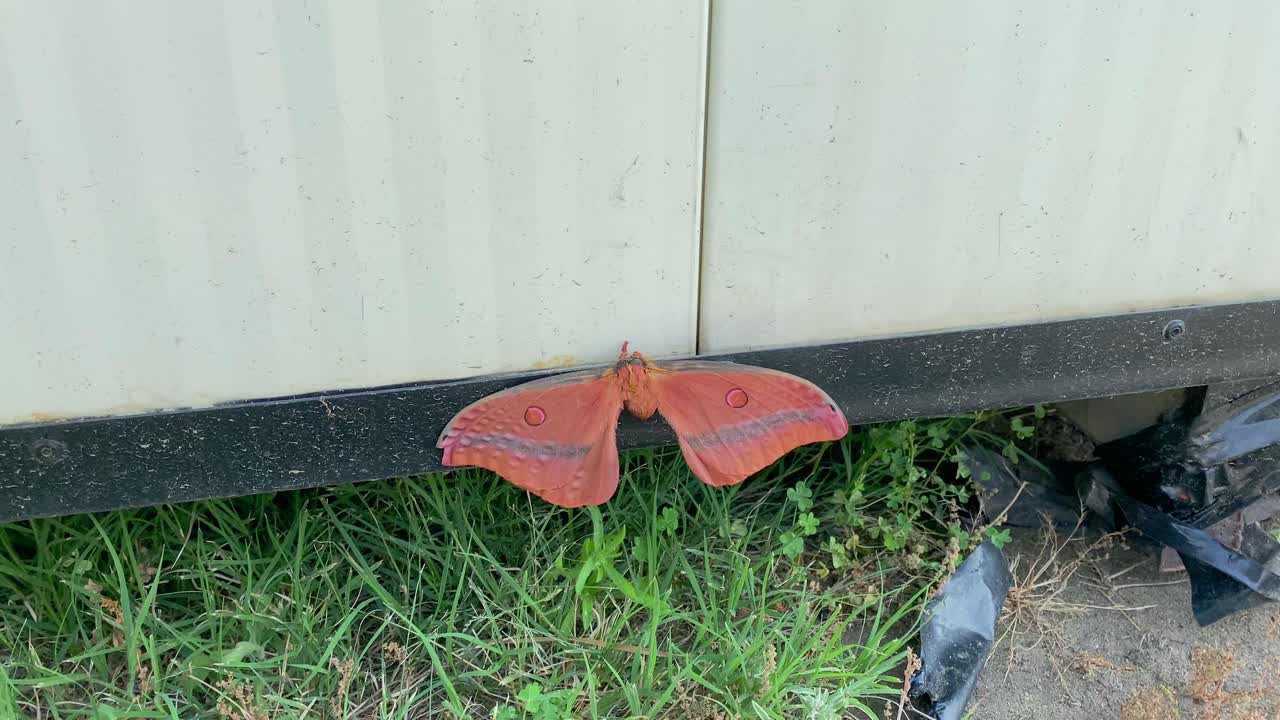 4K UHD View of Large Orange Moth, attached to a building at Wallangarra, QLD-NSW border town, Queensland Australia, Old time commuter train line, Country life.