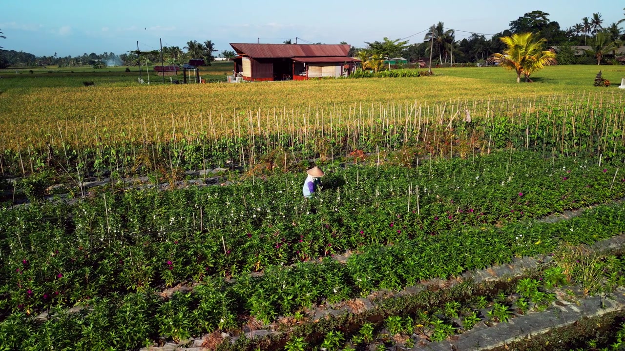 Rekaman udara statis petani lokal mengumpulkan bunga segar di ladang pertanian yang subur di samping sawah, menampilkan kehidupan pedesaan sehari-hari, pertanian berkelanjutan, dan Bali tropis