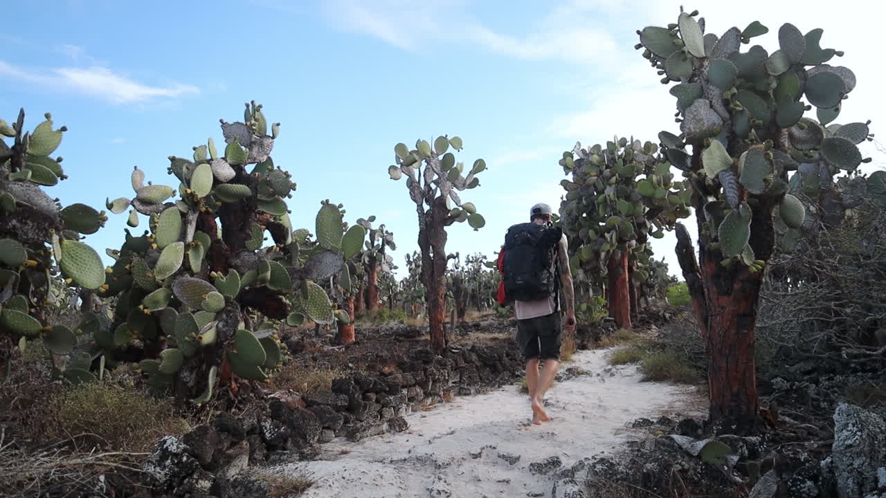 mochilero masculino caminando por un sendero rodeado de cactus en la isla santa cruz en las galápagos