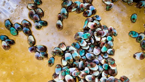 south african abalone spat in tank crawling around