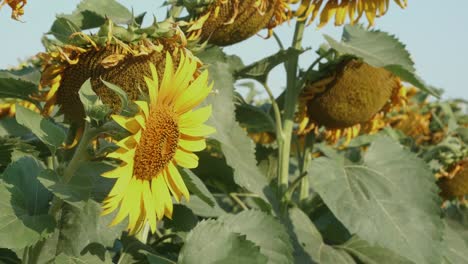 blooming sunflowers in a field under the bright sun. agriculture. agronomy