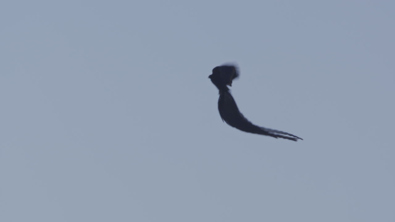Long-tailed Widowbird Flying Gracefully Against Clear Blue Sky