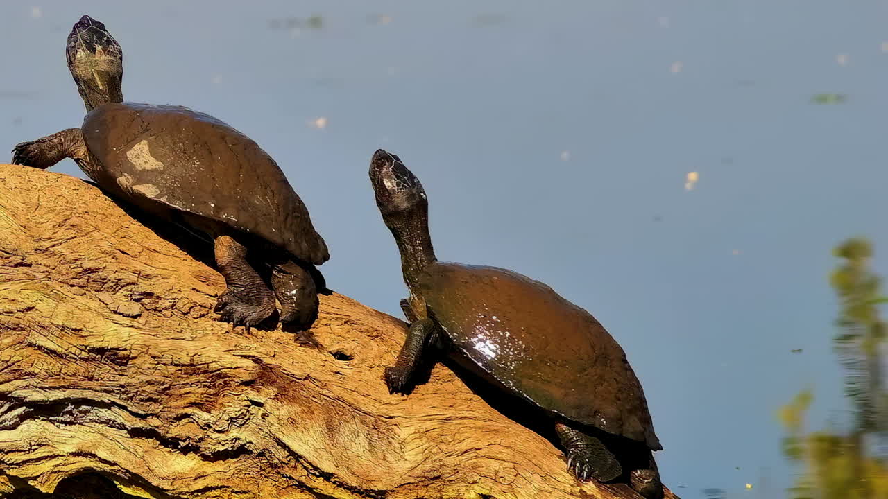 Two muddy serrated hinged terrapins bask on a log before falling into the water one by one