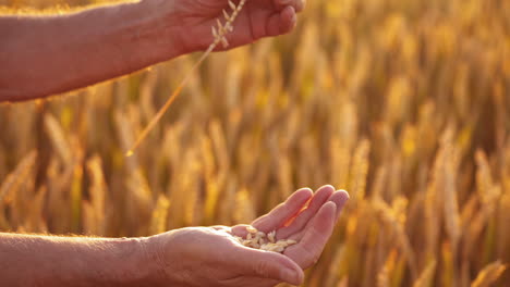 hands with ripe grains on golden field background. farmer's hands peel wheat spikelet at sunset light. agriculture concept. close-up.