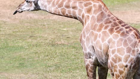 giraffe feeding in open zoo environment