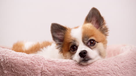 video shot up close of a happy little dog, puppy lying on a pink rug with a pink wall in the backdrop