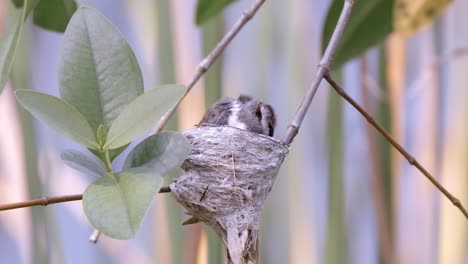 young malaysian pied fantail in nest grooming itself at daytime