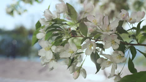 Apple-flowers-blooming-against-blue-sky-in-closeup.-Charming-tree-flowers.