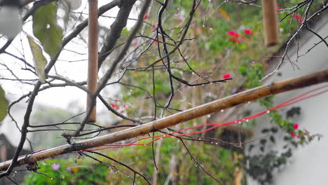 Morning-Drizzle-Rainfall-Gracefully-Drenching-a-Tree-branch-in-Nature's-Refreshing-Embrace