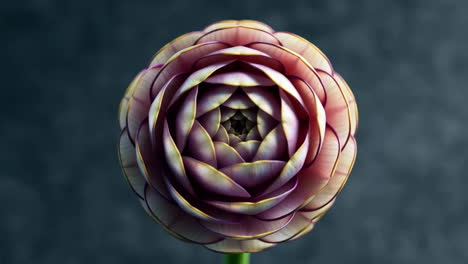 close-up of a detailed purple and yellow flower with spiral petals
