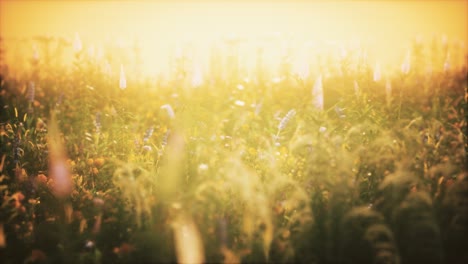 Flores-De-Campo-Silvestre-Al-Atardecer-De-Verano