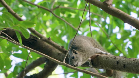 Pallas-Eichhörnchen-Oder-Rotbauch-Baumhörnchen