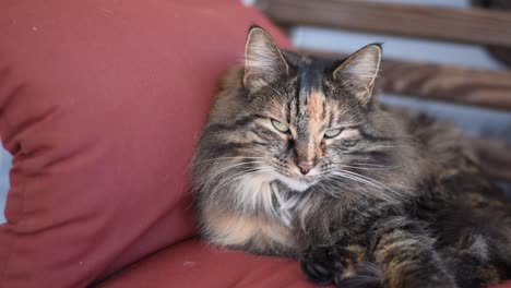 gato calico de pelo largo se limpia en un columpio de porche