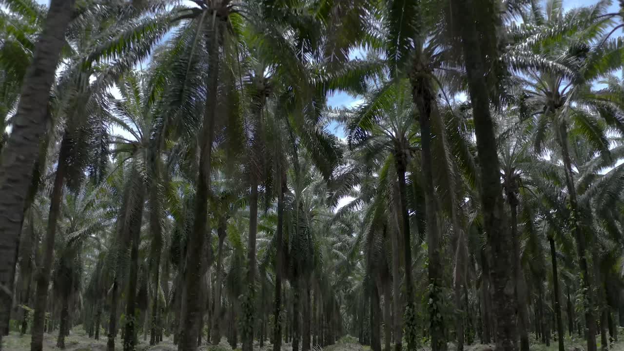 una plantación de aceite de palma en florida