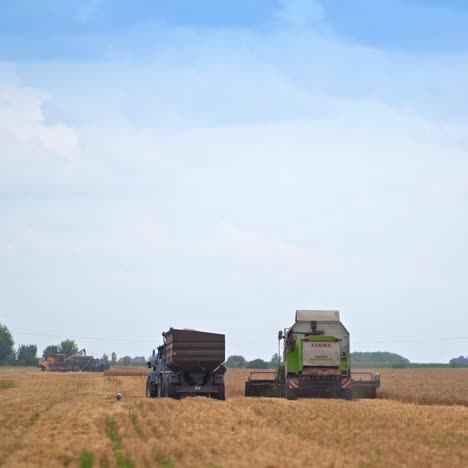 large machines collect wheat. large harvester harvests grain in the sun day