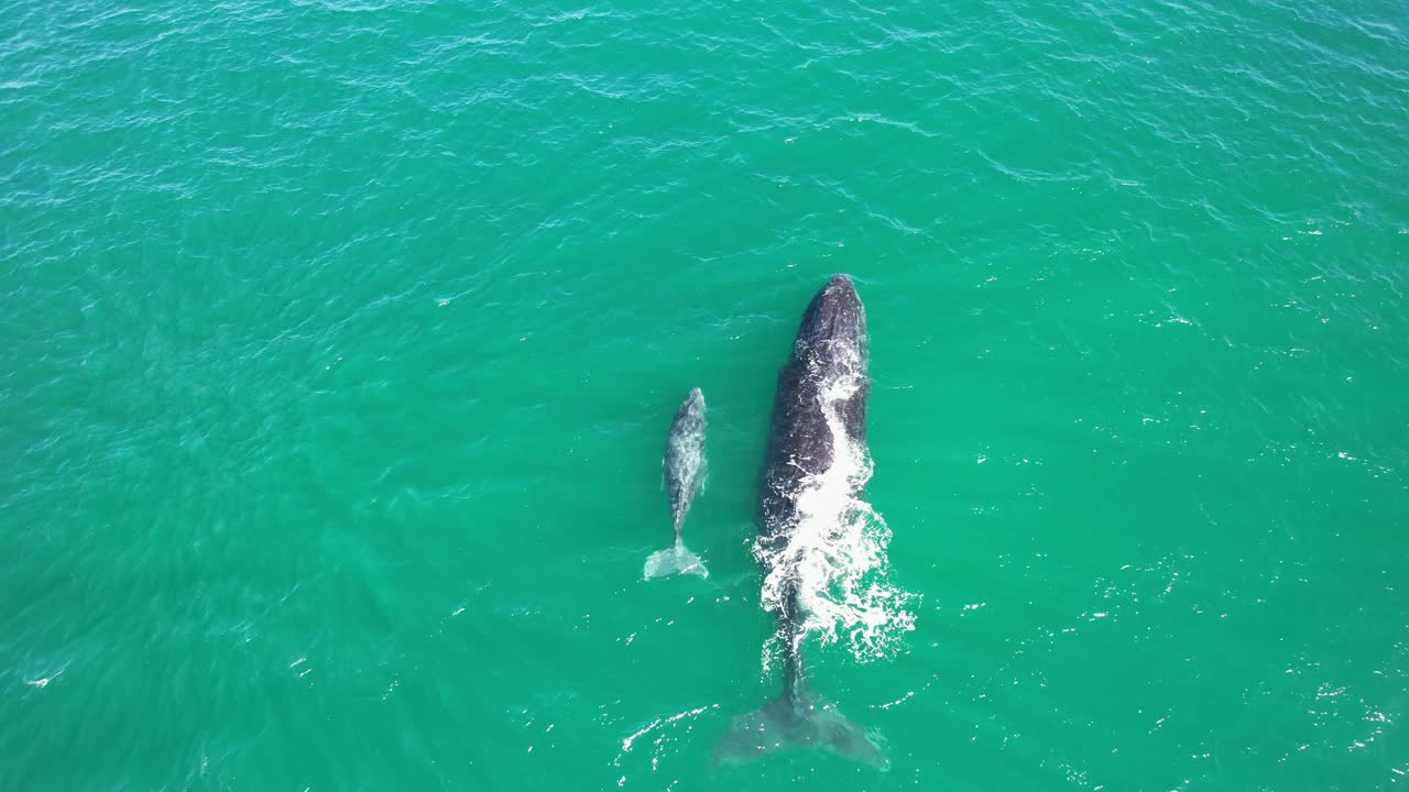 Humpback Whale Mother And Calf In Tropical Seascape Of New South Wales, Australia - Aerial Shot