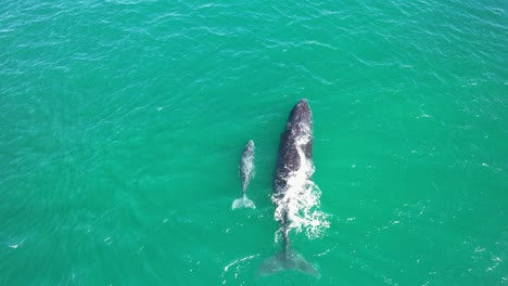 madre y cría de ballena jorobada en el paisaje marino tropical de nueva gales del sur, australia - fotografía aérea