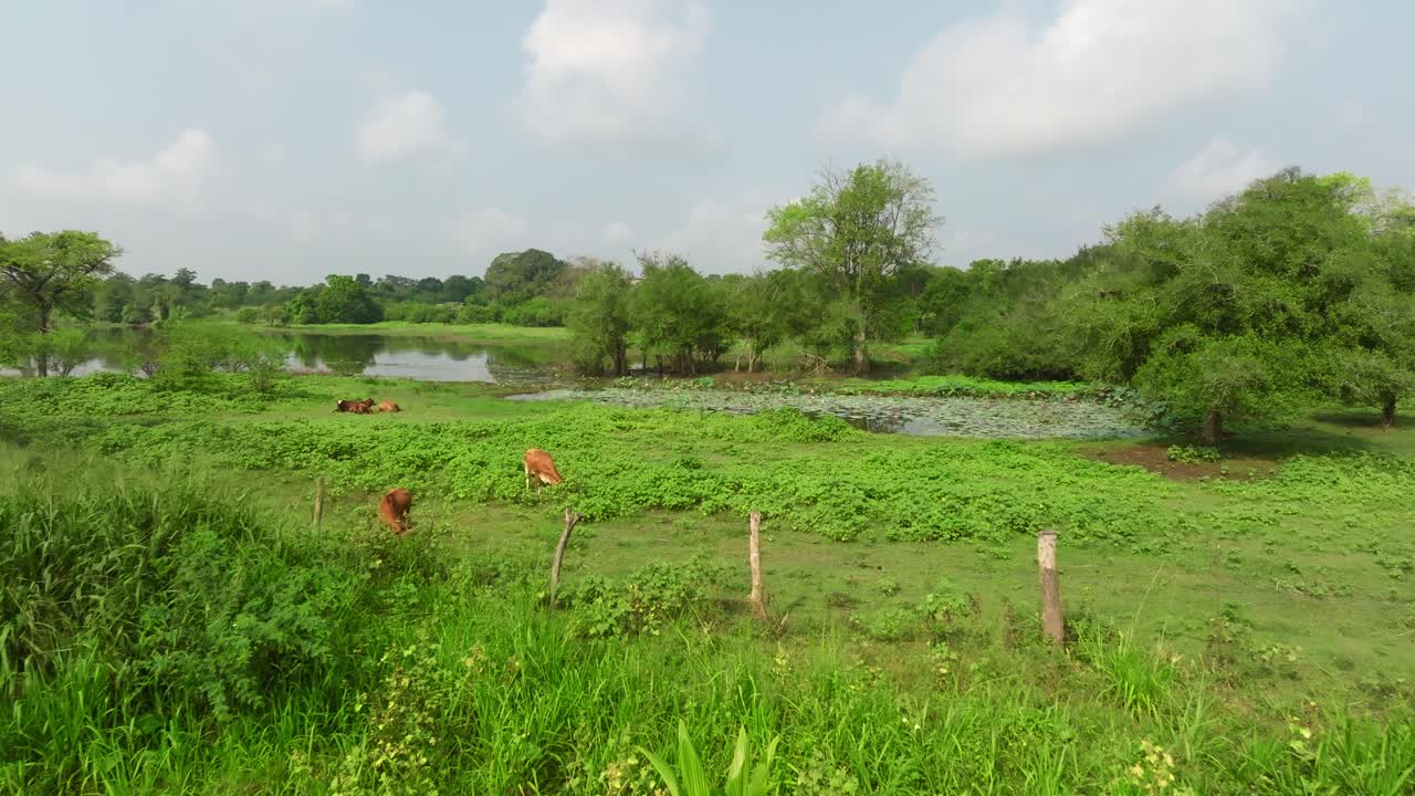 Sri Lanka aerial of a bright green meadow beside small ponds, ringed by trees and shrubs under partly cloudy sky