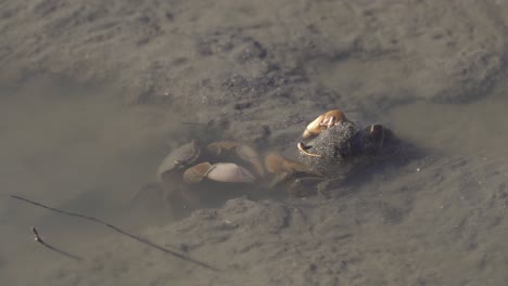 крупный план двух крабов neohelice granulata, взаимодействующих в мутной воде