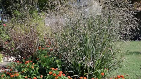 fall floral arrangement, built around ornamental grasses, in the breeze