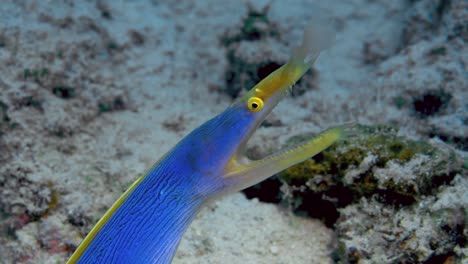 close-up shot of blue and yellow ribbon eel