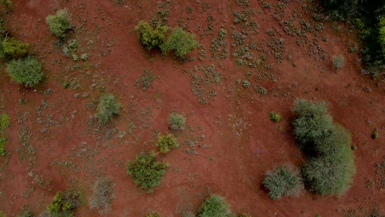 Fattorie verdi del Kenya, povero insediamento in Africa, piantagione agricola vista aerea