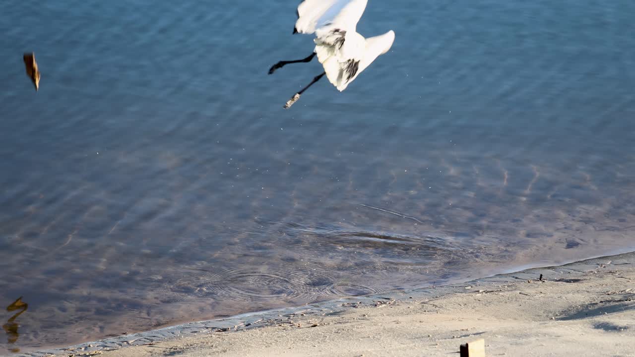 A white ibis launches from a sandy lakeshore, creating splashes and ripples in bright natural daylight, captured with a steady, wide shot