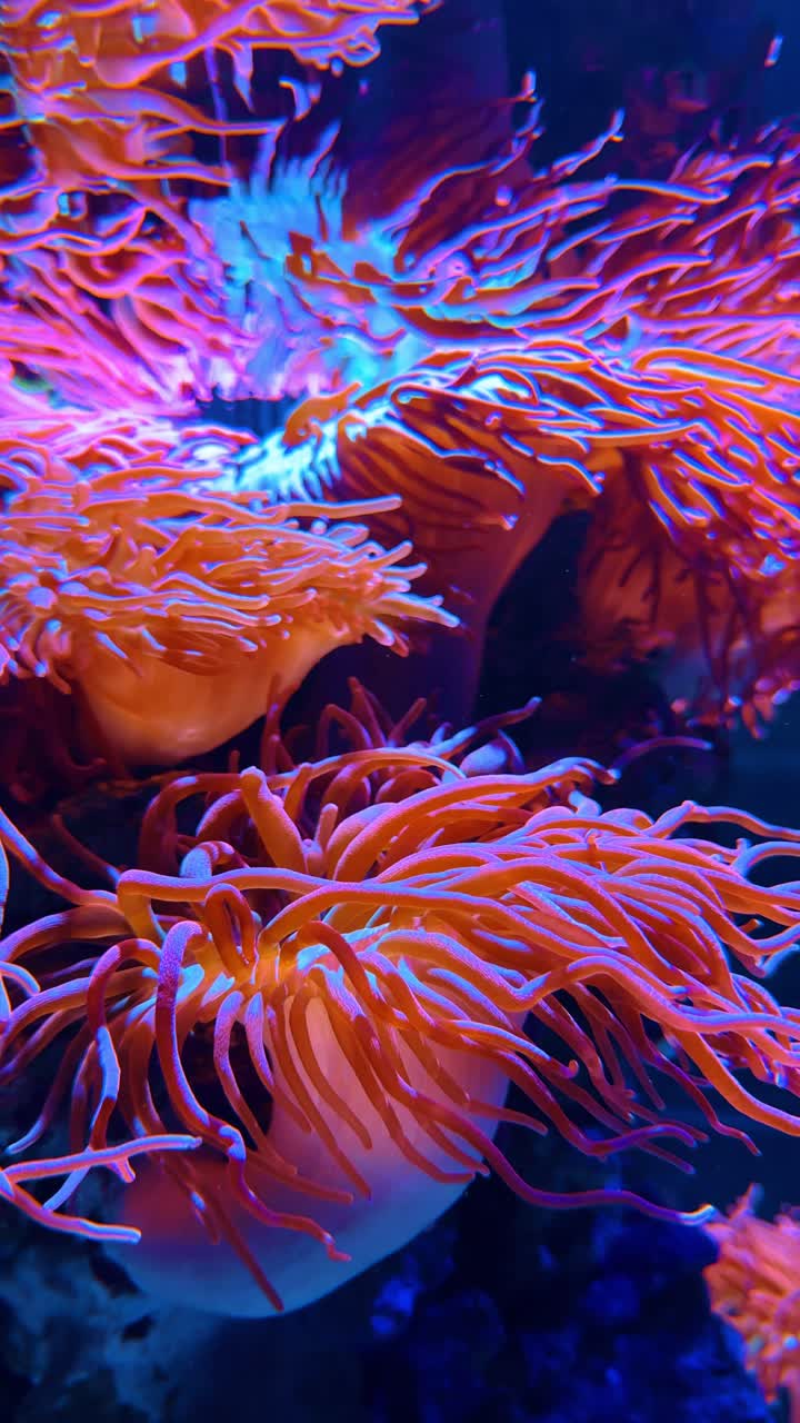 Anemoni di mare arancioni vivaci in una barriera corallina tropicale da acquario. Primo piano di anemoni di mare arancioni e rosa con lunghi tentacoli in una vasca marina con barriera corallina.