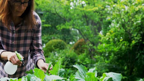 mature woman watering plants in the garden 4k