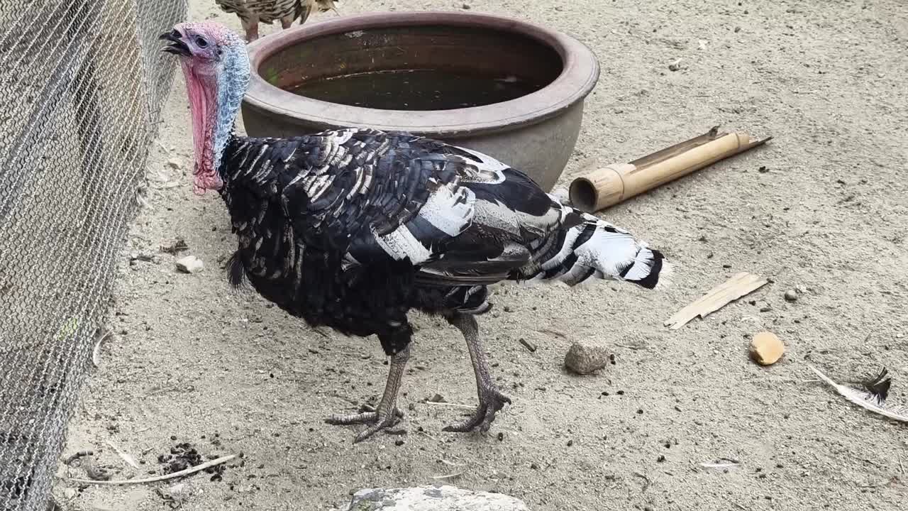 pavo en un corral