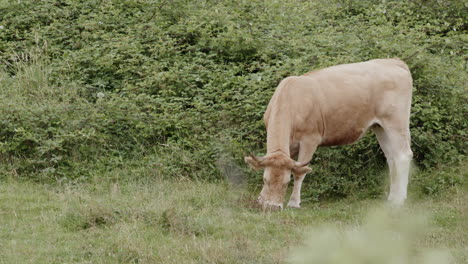 cow grazing in a meadow