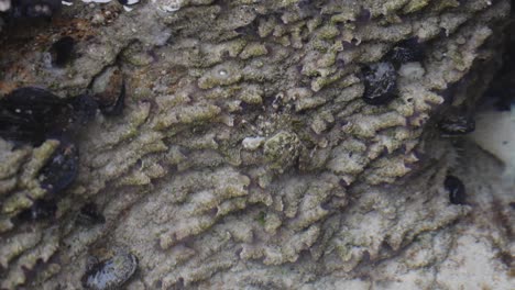 a crab blends almost invisibly into the textured rock surface, showcasing the incredible camouflage capabilities of marine life in their natural habitat