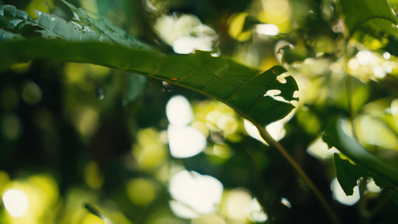 primer plano de las hojas verdes