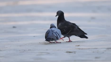 two pigeons in a mating display on sand